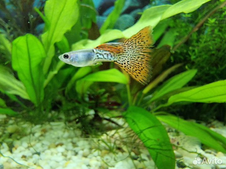 Сортовые гуппи, чистые линии