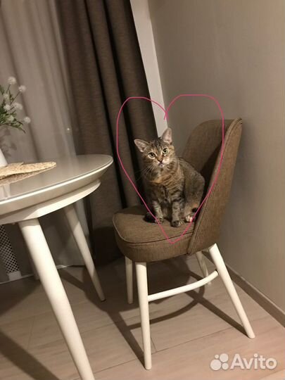 Няня для кошки, няня для кота (передержка)