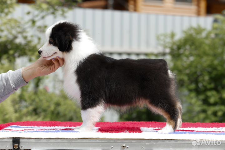 Австралийская овчарка Аусси
