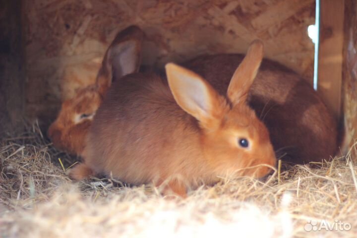 Кролики нзк новозеландские красные