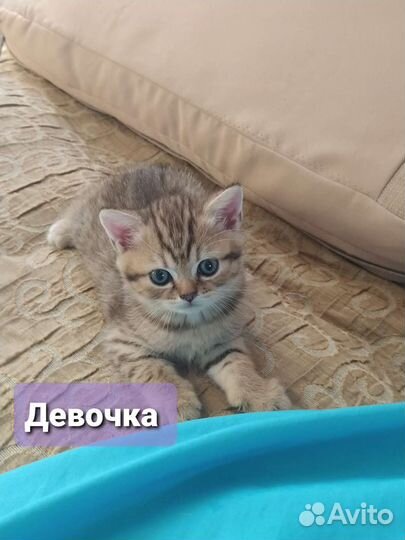 Шотландские котята шиншилла