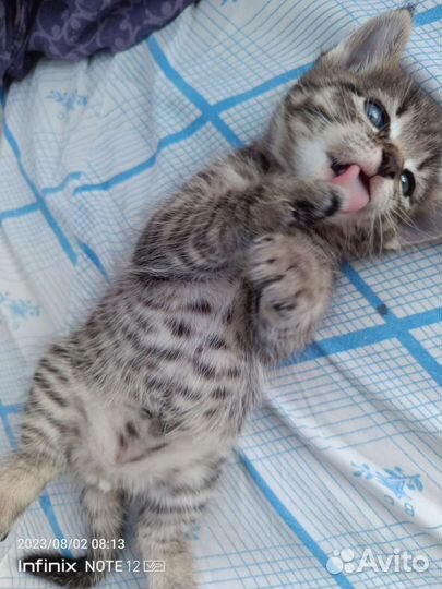 Коты бесплатно