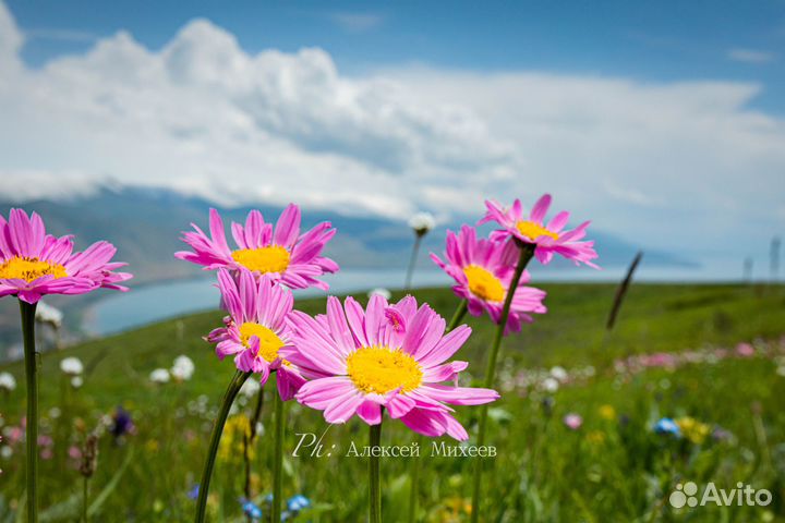 Обучение фотографии онлайн/офлайн г. Москва