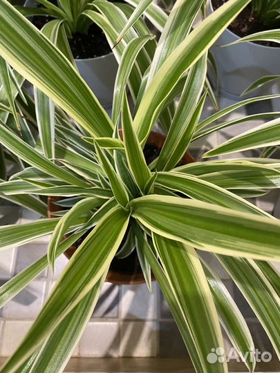 Хлорофитум