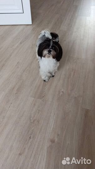 Вязка кобель балонка Мальтезе