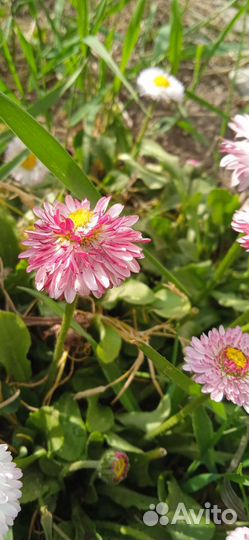 Маргаритки