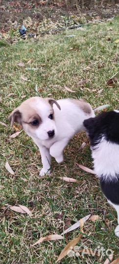 Щенки в добрые руки и заботливые руки