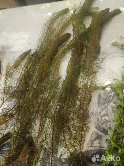 Растения, прополка