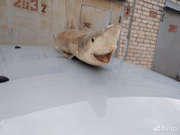 Чучело акулы 80см
