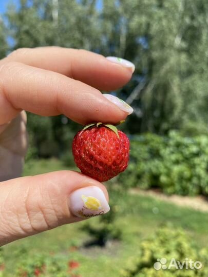 Вкусная Саженцы садовая клубника как лесная