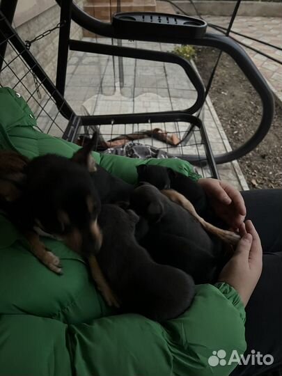 Щенки чихуахуа