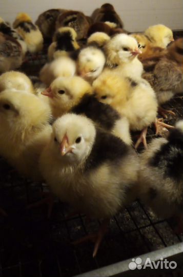 Инкубационное яйцо Пушкинских кур