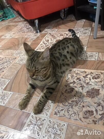 Бенгальские котята