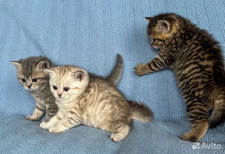 Британские котята