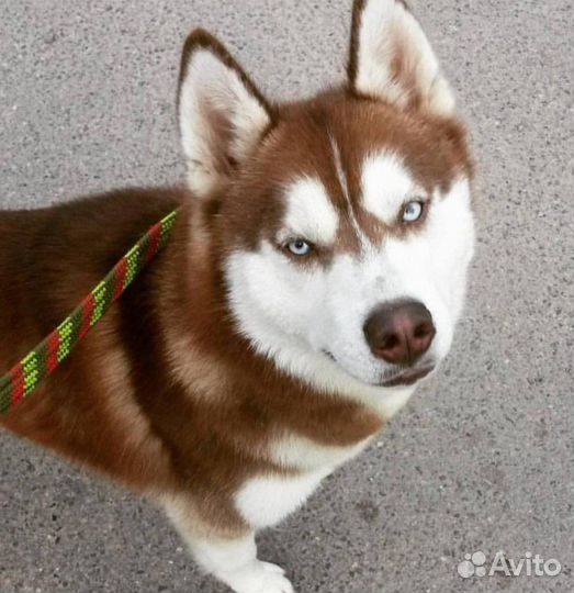 Сибирский хаски