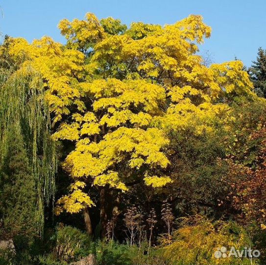 Семена и сеянцы бархата амурского