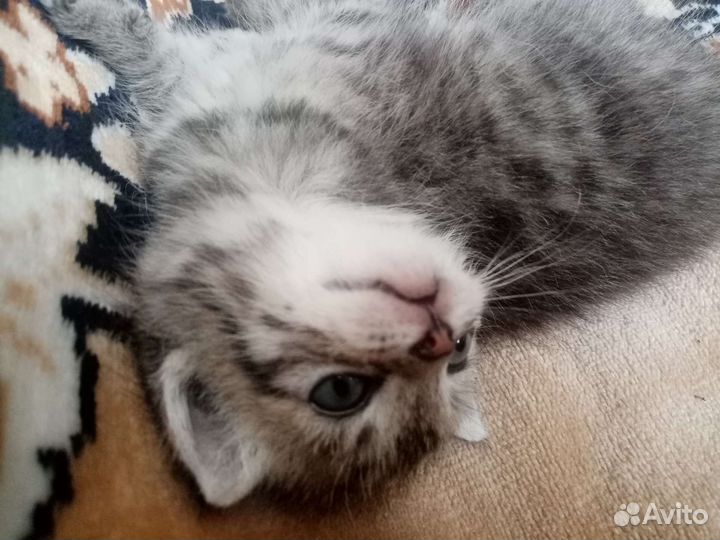 Кошка в дар бесплатно