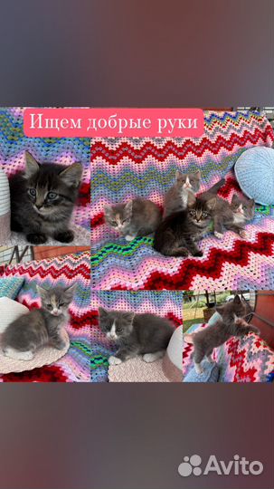 Котята в добрые руки