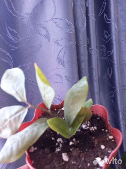 Замиокулькас