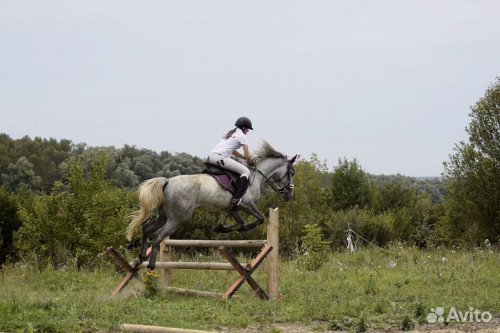 Конные прогулки, тренировки, аренда лошадей и пони