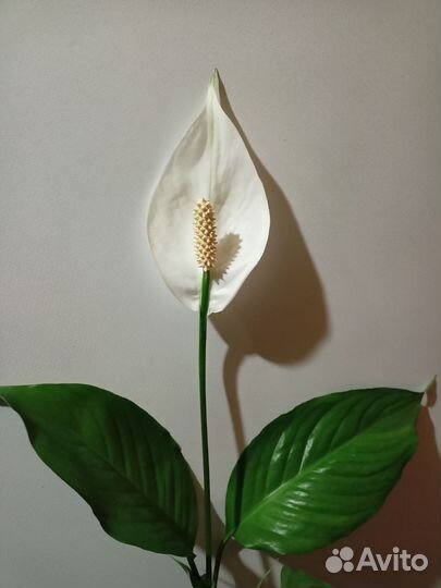Спатифиллум
