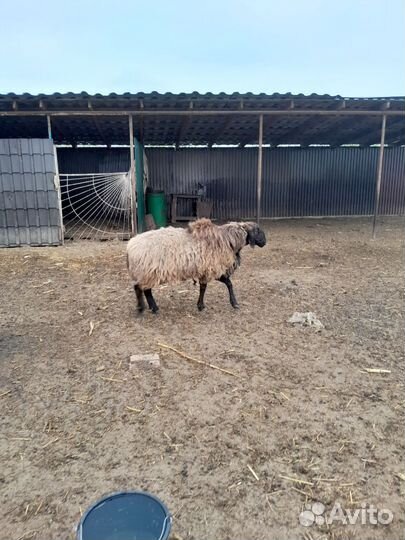 Овцы бараны