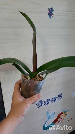 Орхидея фаленопсис подросток 3 размер