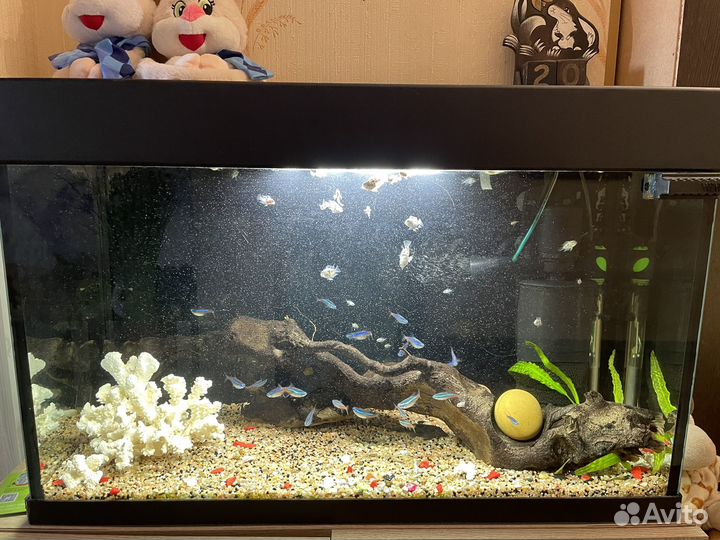 Аквариум