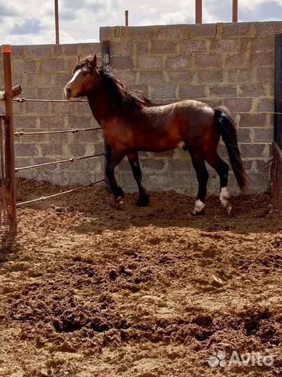 Продам жеребца