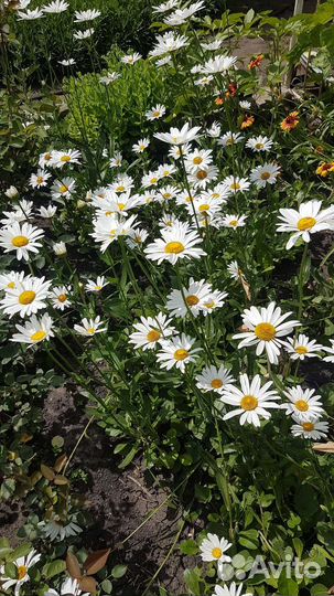 Розы, ромашка местные (срез)