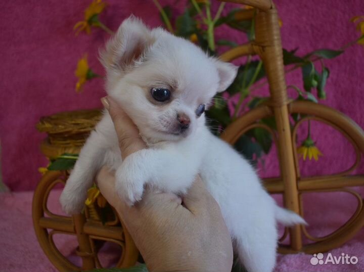 Самые - самые