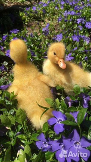 Утята бройлерной утки SK-6 суточные и подрощенные