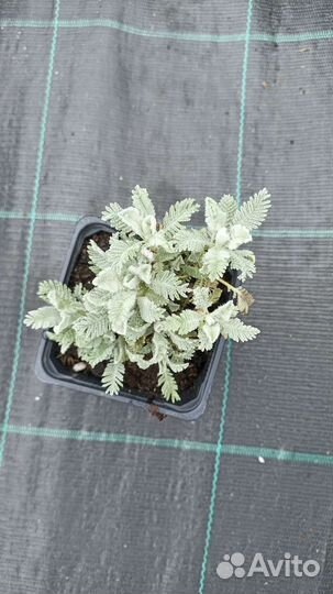 Пижма Гарадянова