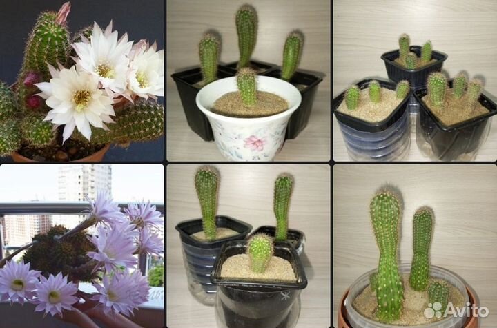 Кактусы и суккуленты