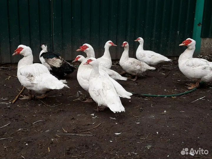 Инкуб. яйцо индоутки (мускусной ) тяжелой линии