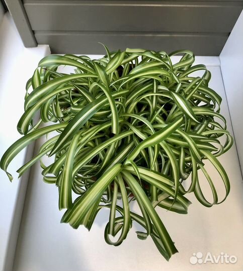 Хлорофитум