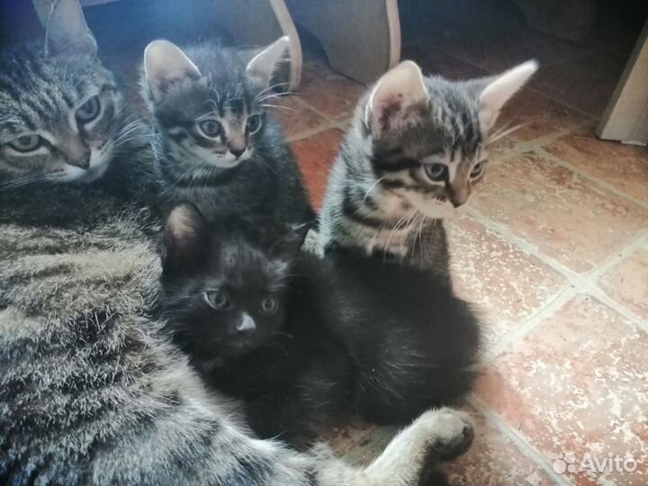 Котята в добрые руки