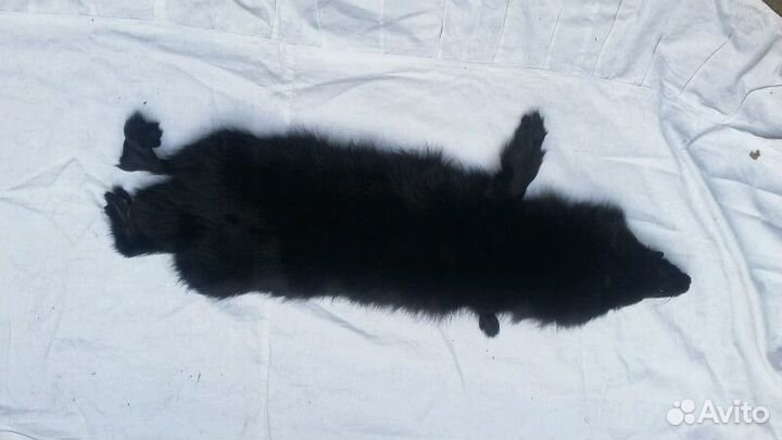 Цельные шкуры лисы