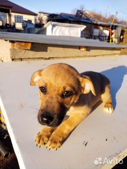 Щенок в добрые руки бесплатно