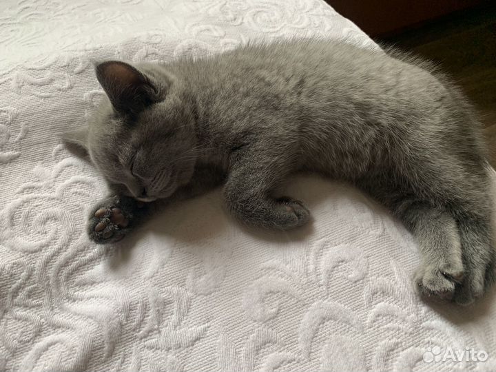 Британские котята