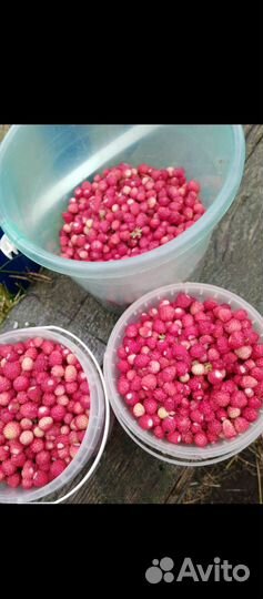 Земляника лесная