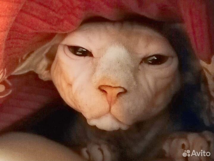 Канадский Сфинкс