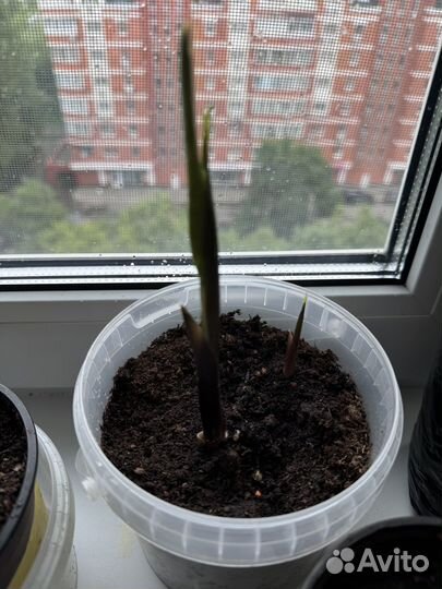 Каллы Пикассо