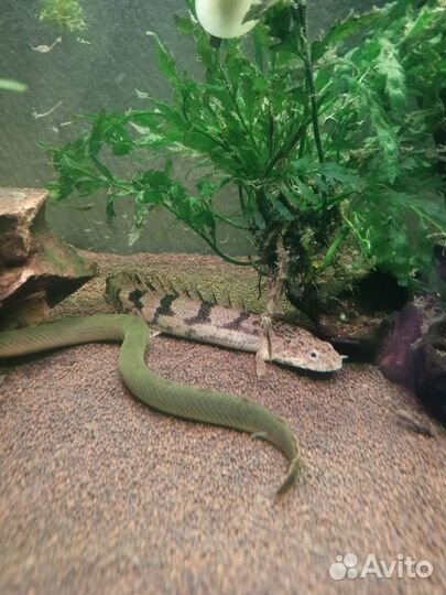 Аквариумные рыбки