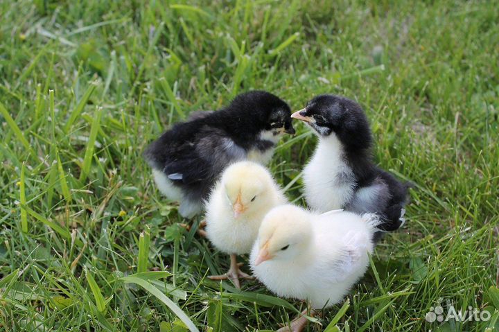 Цыплята суточные доминанты