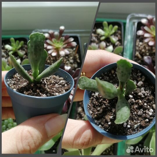 Суккуленты