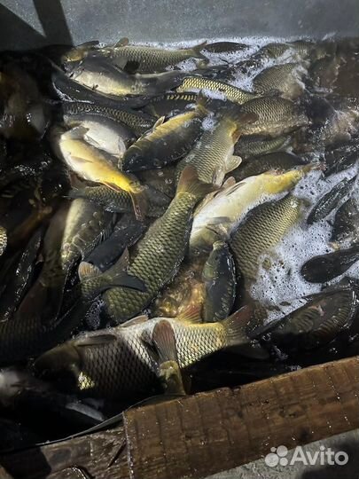 Живая рыба оптом карп