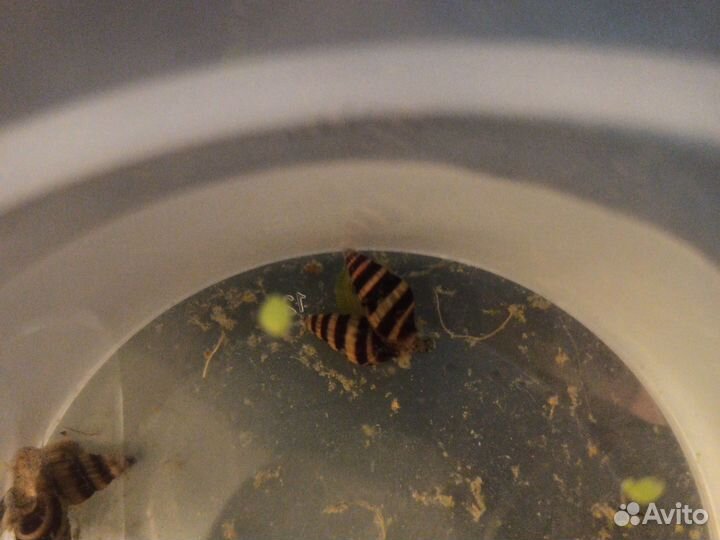 Улитки Хелена