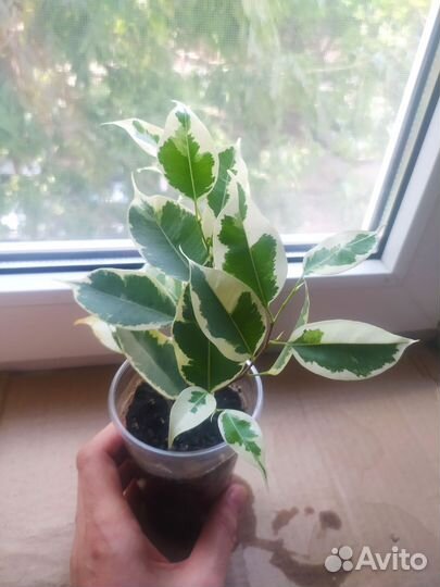 Сортовые фикусы