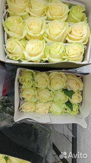 Цветы оптом роза